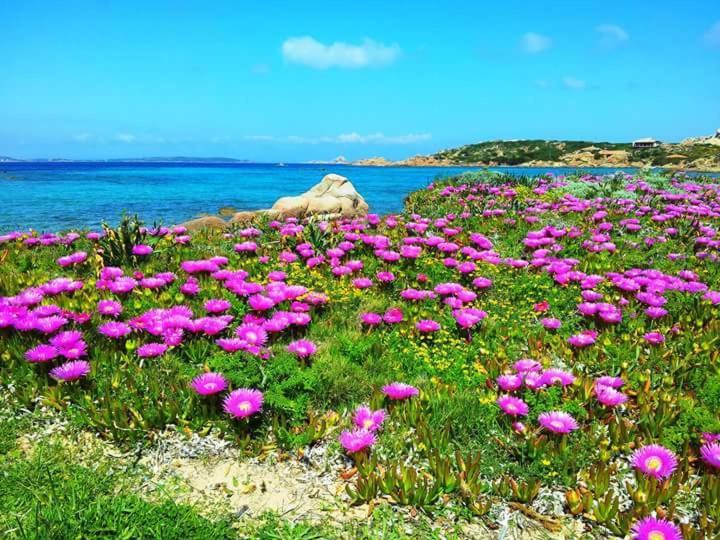 Sweet Home La Maddalena La Maddalena  Bagian luar foto